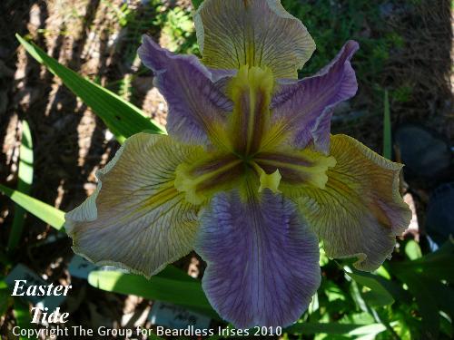 Easter Tide (0)